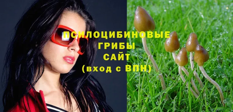 Псилоцибиновые грибы Psilocybe  Бавлы 